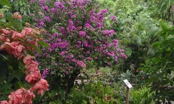 11390 | Massif de fleurs - Massif de fleurs au jardin botanique Dehaie en Guadeloupe