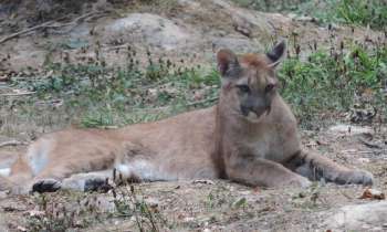 11193 | puma au repos - Nesles, le parc des félins