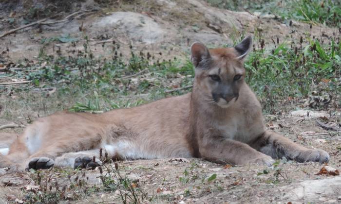 puzzle puma au repos, Nesles, le parc des félins