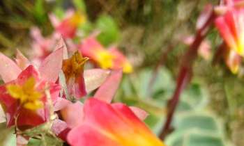 6181 | Fleurs exotiques - Fleurs du jardin botanique de Dehaie
