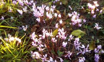 10170 | cyclamen en sous bois - 