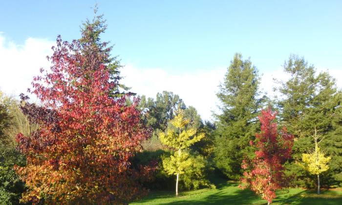 puzzle automne, automne dans la Vallée-des-Jardins à Caen 14118