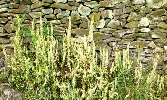 puzzle nombrils-de-Vénus, hampes de fleurs de nombrils-de-Vénus contre un mur de pierres