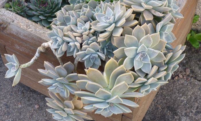 puzzle succulentes, bac de succulentes