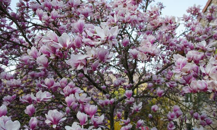 puzzle Magnolia en fleurs, 