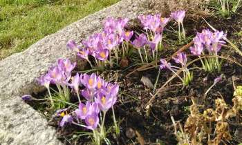 10932 | Crocus - 