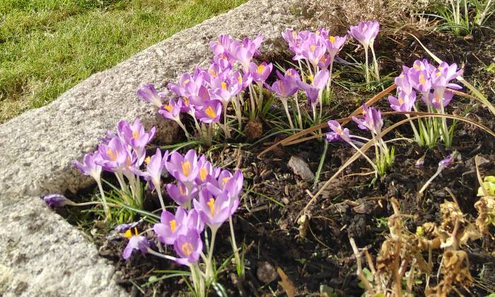 puzzle Crocus, 