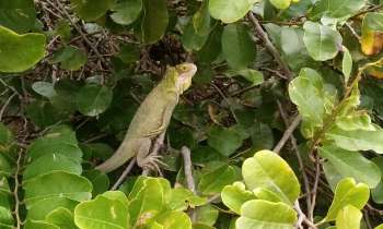 10488 | Iguane de Guadeloupe - 