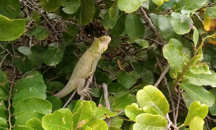 puzzle Iguane de Guadeloupe, 