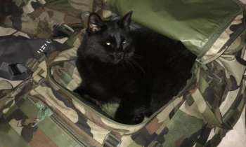 10614 | Chat militaire - 