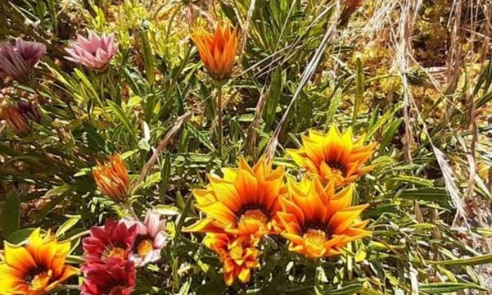 puzzle tapis de fleurs, petit tapis de fleurs dans la nature