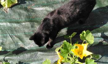 10639 | Chat dans les courgettes - 