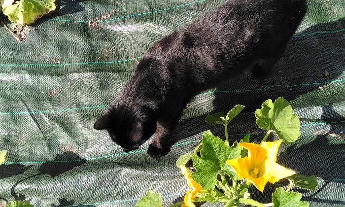 puzzle Chat dans les courgettes, 