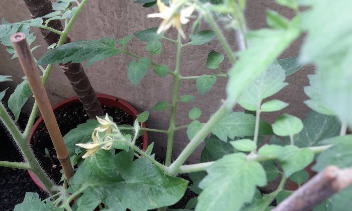 puzzle Pied de tomate en fleur, 