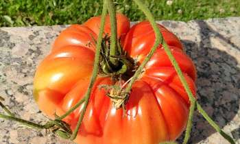 6820 | Grosse tomate - 