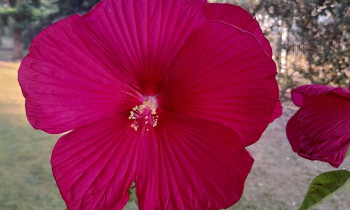 puzzle Hibiscus des marais, 