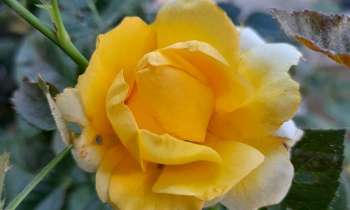 6868 | Rose jaune - 