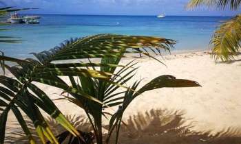 11133 | Guadeloupe - 