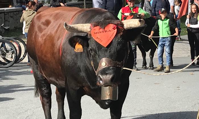 puzzle vache d'Hérens, défilé de vaches d'Hérens dans les rues de Chamonix