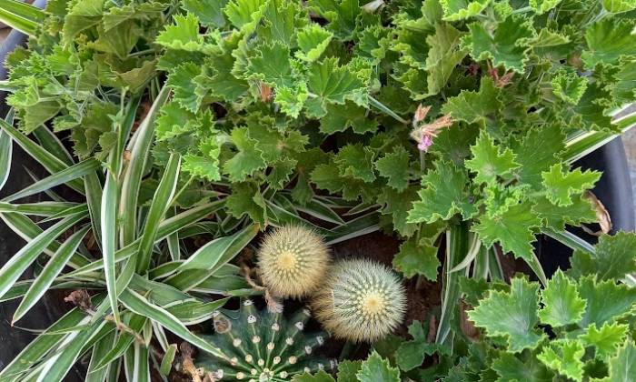 puzzle Plantes, Plantes grasses