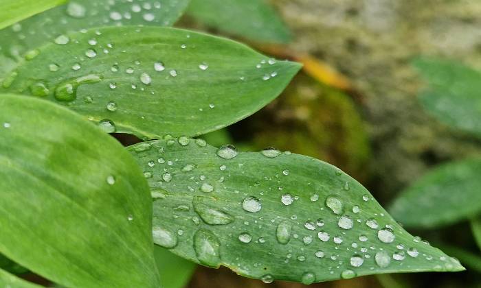 puzzle gouttes de la rosée, gouttes de rosée sur les feuilles