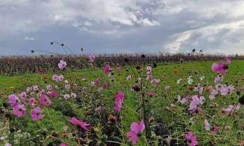 10612 | fleurs des champs - fleurs des champs