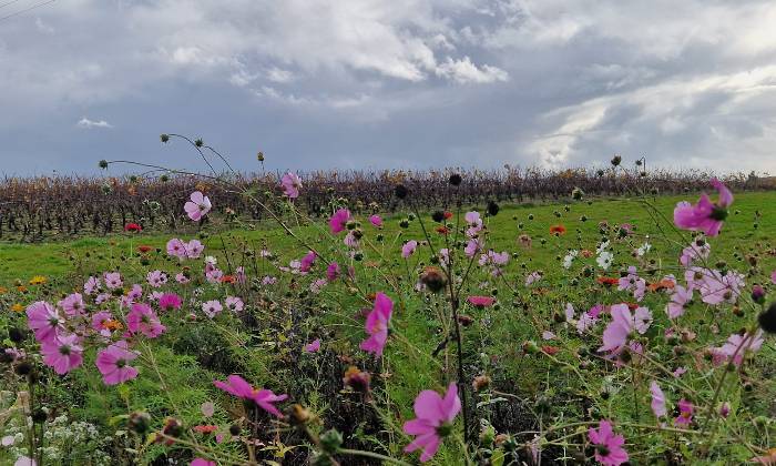 puzzle fleurs des champs, fleurs des champs