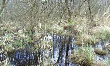 11437 | dans le marais - dans le marais de Parentis-en-Born 40217