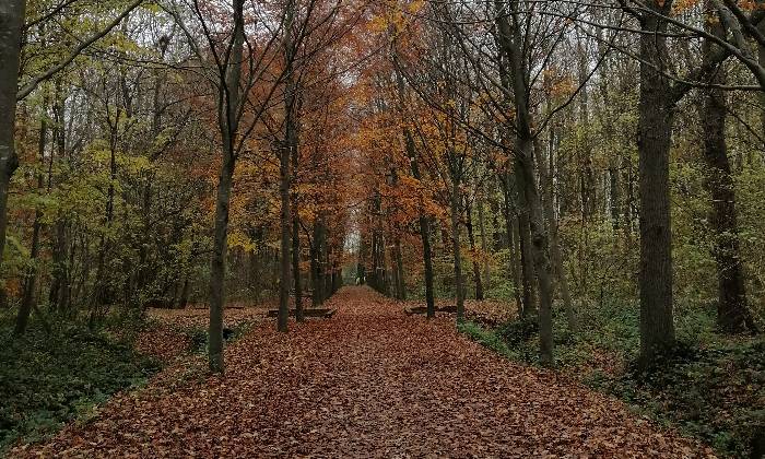 puzzle Chemin forestier en automne, 