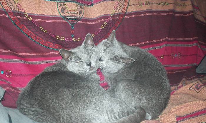 puzzle Lavage d'Amour, Belle façon de montrer son Amour entre deux chartreux, la tante et sa nièce... Très fréquent dans la cohabitation entre chats.