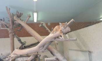 9994 | Chat exotique bien au chaud - Magnifique parc animalier dans l'Isère, avec espace, arbre à chat géant et chauffage !