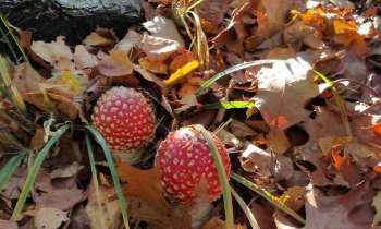 10138 | deux champignons rouges - Deux champignons rouges dans un joli sous-bois