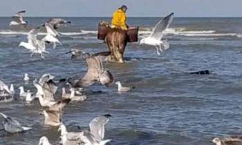 10556 | Pêcheur à cheval - Les pêcheurs de crevettes grises à cheval d'Oostduinkerke (Belgique), reconnus en 2013 comme patrimoine culturel immatériel de l'Unesco, une tradition depuis 500 ans.