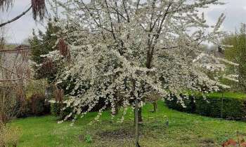 8799 | Cerisier en fleurs - Dans le jardin à Pommiers