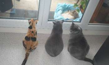 9381 | Il est beau papy - Nos trois femelles jalouses du vieux chat au soleil !