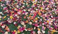 Puzzle Feuilles multicolores