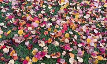 11509 | Feuilles multicolores - 