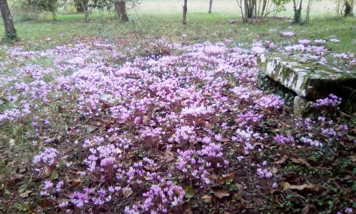 puzzle cyclamen, 