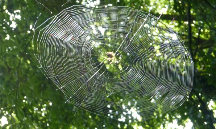 puzzle une épeire, une épeire au centre de sa toile