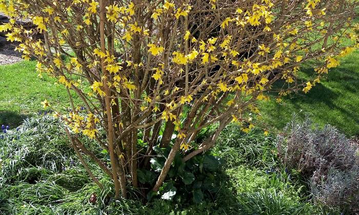 puzzle FORSYTHIA, Petit arbuste