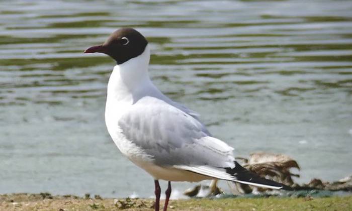 puzzle mouette rieuse, 