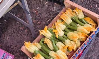 11223 | Courgettes fleurs - 