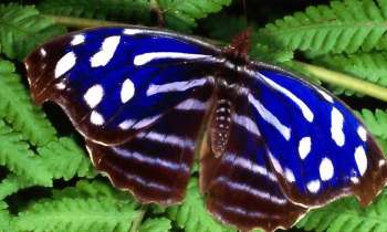 8217 | Papillon bleu - Encore un chef d'œuvre de la nature