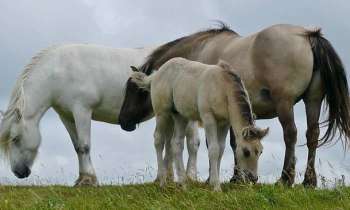 8236 | poneys des highlands - 