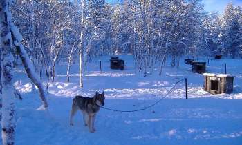 10062 | chiens de traineau en Laponie - 