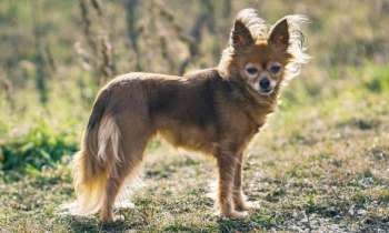 7968 | Petit chien russe - Le russky toy est un tout petit chien de Russie, un peu plus haut sur pattes que le Chihuahua. Peu répandu, c’est un joyeux compagnon agréable avec tout le monde qui s’adapte aussi bien à la vie citadine qu’à la campagne. Idéal pour les amoureux des chiens dits « chiens de poche ».
