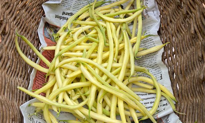 puzzle HARICOTS beurre, Très tendres