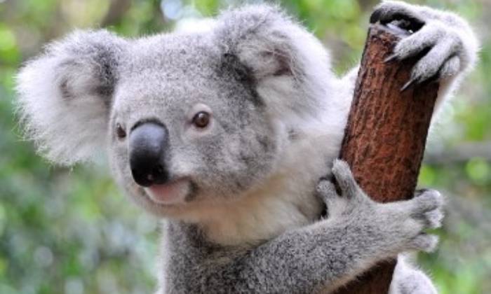 puzzle koala, 