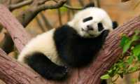 Puzzle le repos du panda