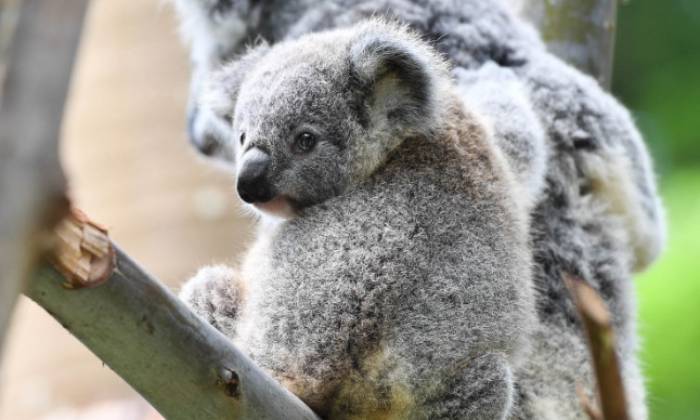 puzzle bébé Koala, 